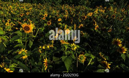 Vista aerea di file di girasoli gialli in fiore al tramonto presso l'autostrada 69 Fattorie di canapa, Monroe, Wisconsin, USA Foto Stock