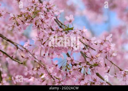 Fiori del Prunus Sukhirtella Pendula Plena Rosea Tree ad Amsterdam Paesi Bassi 12-4-2021 Foto Stock