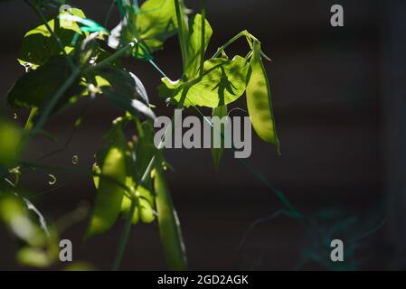 Cialde di giovani piselli verdi su un gambo alla luce del sole. Foto Stock