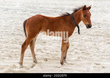 Giovane cavallo sulla spiaggia di sabbia Foto Stock