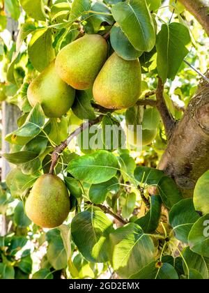 Le pere indurite di Beurre che maturano sull'albero di pera Espaliered il Beurre Hardy è una pera francese classica dall'inizio del diciannovesimo secolo, che è stato a lungo popolare nel Regno Unito Foto Stock