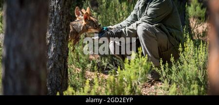 Persona irriconoscibile che alimenta la cucciolata del lupo Foto Stock