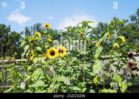 Girasole 'Harlequin', Helianthus annuus. Foto Stock