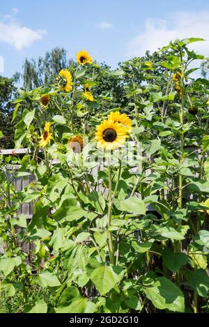 Girasole 'Harlequin', Helianthus annuus. Foto Stock