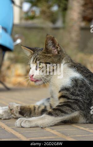 ritratto di giovane gatto tabby grigio shorthair, gatto comune europeo, Foto Stock