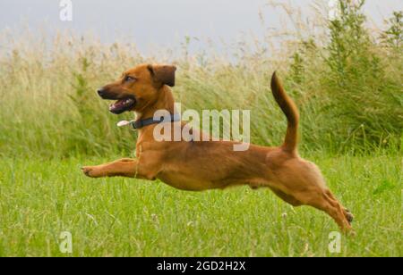 un simpatico cucciolo marrone sta correndo e giocando nel parco Foto Stock