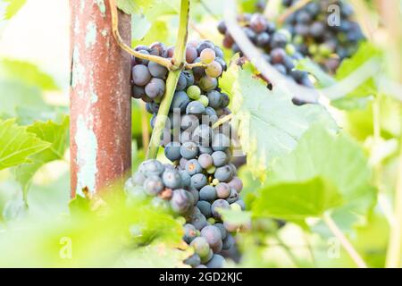 Grappoli di uve rosse mature prima della vendemmia. Foto Stock