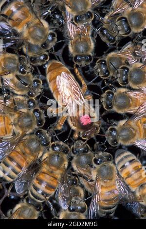 Apis mellifera scutellata / Nome comune: Ape di miele africanizzata / Descrizione: Chiocciola di api di miele africanizzate (AHBs) che circonda un'ape di miele regina europea (EHB), marcata con un punto rosa per l'identificazione ca. 17 marzo 2005 Foto Stock