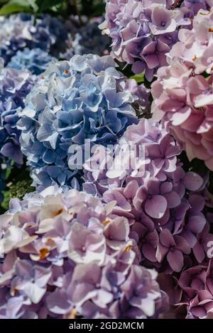 Fiori di Hydrangea rosa e viola in fiore, Hydrangea macrophylla. Fiori estivi freschi in giardino. Macchia colorata di hortensia. Primo piano di fiori lussureggianti Foto Stock