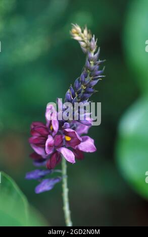 PUERARIA montana: Flowering kudzu è un legume a rapida crescita con un odore grapelike Foto Stock