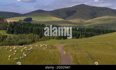 Pascolo di pecore in campo, Longridge Nord, Southland, Nuova Zelanda Foto Stock