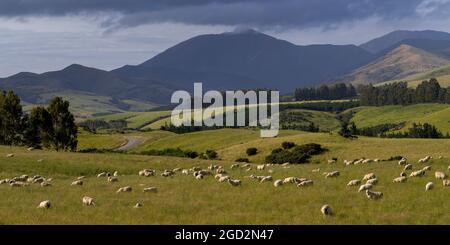 Pascolo di pecore in campo, Longridge Nord, Southland, Nuova Zelanda Foto Stock