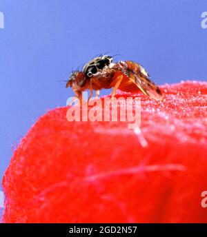 Medfly che si nuota su uno stoppino di cotone imbevuto di una miscela esca-colorante Foto Stock