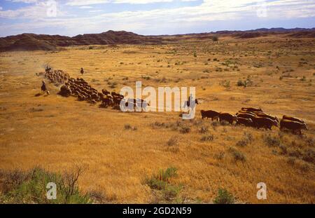 Cowboys che allevano bestiame durante un roundup nel Montana sudorientale Foto Stock