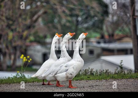 Un trio di oche bianche. Le oche domestiche accolgono i visitatori presso un porticciolo di Walnut Grove nel Delta di Sacramento-San Joaquin, ca. 15 febbraio 2017 Foto Stock