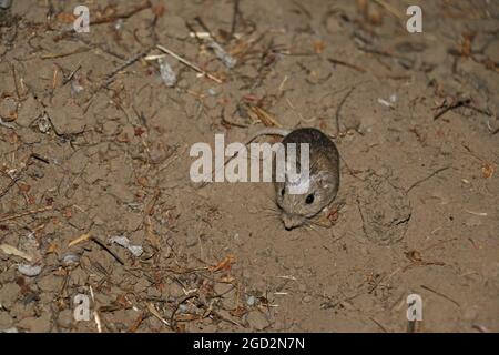 Pacific Pocket mouse in pericolo in una nuova casa ca. 5 luglio 2017 Foto Stock