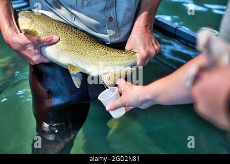 Raccolta di milt da un salmone Chinook maschile invernale che fa parte del programma di reintroduzione del Battle Creek Captive broodstock presso il vivaio ittico Livingtston Stone National Fish Hatchery situato nella California settentrionale vicino a Redding ca. 9 agosto 2017 Foto Stock