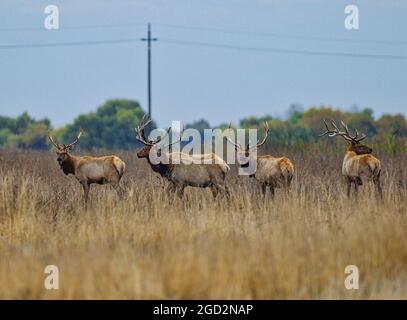 Tule Elk a San Luis National Wildlife Reserve ca. 20 novembre 2017 Foto Stock