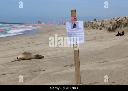 Leone di mare femminile intrecciato sulla spiaggia di Ventura County ca. 30 maggio 2014 Foto Stock