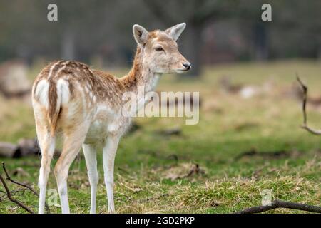 Daino Foto Stock