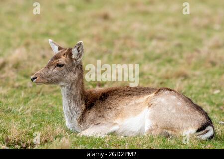 Daino Foto Stock