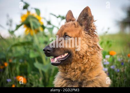 Westerwälder Kuhhund, Old German Sheepdog Foto Stock