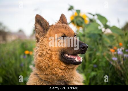 Westerwälder Kuhhund, Old German Sheepdog Foto Stock