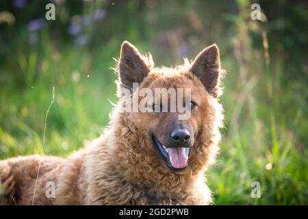 Westerwälder Kuhhund, Old German Sheepdog Foto Stock