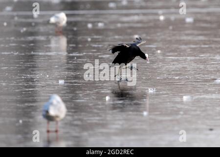 Coots on Ice a Bushy Park Foto Stock