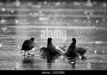 Coots on Ice a Bushy Park Foto Stock