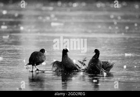 Coots on Ice a Bushy Park Foto Stock