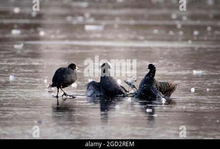 Coots on Ice a Bushy Park Foto Stock