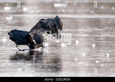 Coots on Ice a Bushy Park Foto Stock