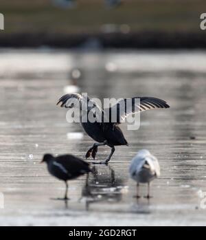 Coots on Ice a Bushy Park Foto Stock