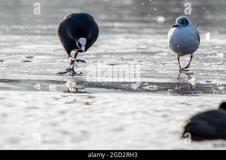 Coots on Ice a Bushy Park Foto Stock