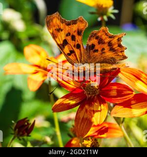 Virgola Butterfly, Polygonia c-album, nutrendo i fiori di metà estate della tenera pianta contenitore, Bidens 'caldo e piccante' Foto Stock