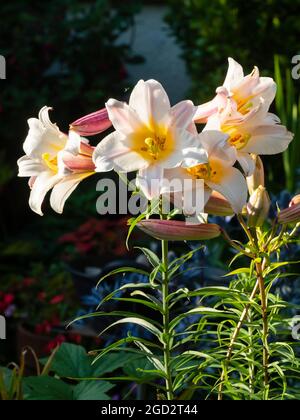 Fiori tromba bianchi, gialli e rosa del giglio regale in fiore d'estate, Lilium regale macchiato al sole della sera Foto Stock