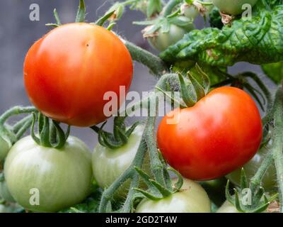 Frutti estivi maturi e immature del tenero pomodoro annuale, Solanum lycopersicum 'Balconi Red F1' Foto Stock