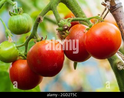 Frutti estivi maturi del tenero pomodoro annuale, Solanum lycopersicum 'Outdoor Girl' Foto Stock