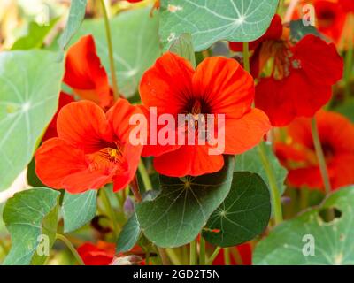 Foglie scure commestibili e fiori rossi del nasturzio annuale, Tropaeolum majus "imperatrice dell'India" Foto Stock