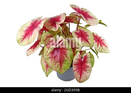 Lussureggiante pianta domestica 'Caladium Limon Blush' con foglie rosa in vaso di fiori isolato su sfondo bianco Foto Stock