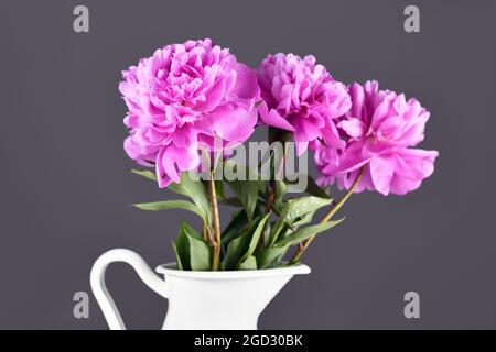 Fiore rosa di pony cinese in bouquet di fronte a sfondo grigio Foto Stock