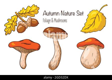 Ghiande, foglie e funghi set. Raccolta di frutti e foglie di quercia imbutiti a mano, funghi commestibili . Elementi decorativi autunnali per logo, menu, stampe, adesivi, design e decorazione. Vettore Premium Illustrazione Vettoriale