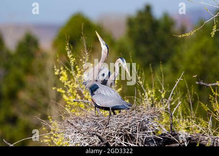 Primo piano di una coppia di Great Blue Heron nel loro nido, con una che si rialletta per posizionare un bastone di nidificazione e l'altra che si impegna in un display di stretching del collo. Foto Stock