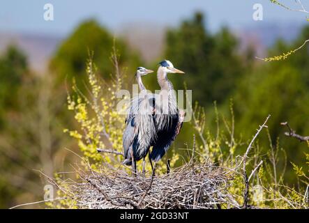 Una coppia di Great Blue Heron che si levano in piedi orgogliosamente all'attenzione dopo aver finito alcuni dei loro lavori di costruzione del nido. Foto Stock