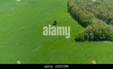 Verde estate paesaggio rurale con vivaci campi di pascolo e foresta intorno. Campagna aerea in giornata di sole Foto Stock