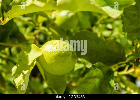 Soleggiato e vivace verde lime primo piano su albero nel giardino del villaggio greco . Botanica estiva e frutta che crescono sulla riva del mare Egeo in Grecia Foto Stock