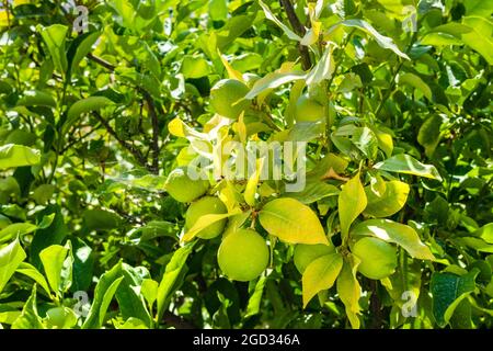 Luminoso giardino verde lime di limone nel villaggio greco. Botanica estiva e frutta che crescono sulla riva del mare Egeo in Grecia Foto Stock