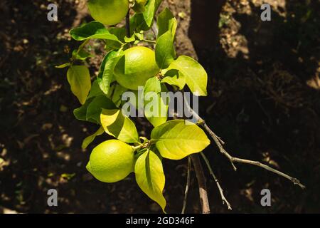 Primo piano di limoni verdi vividi e soleggiati sul ramo degli alberi nel giardino del villaggio greco . Frutti estivi che crescono sulla riva del mare Egeo in Grecia. Su sfondo scuro Foto Stock