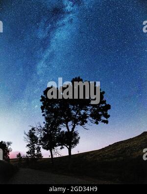 Foto astronomica con Via Láctea e una silhouette ad albero Foto Stock